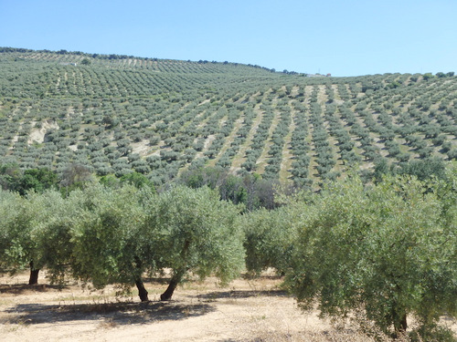 Kilometers and kilometers of Olive Trees.